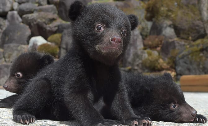 奥飛騨クマ牧場